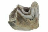 Fossil Woolly Rhino (Coelodonta) Tooth - Siberia #231019-1
